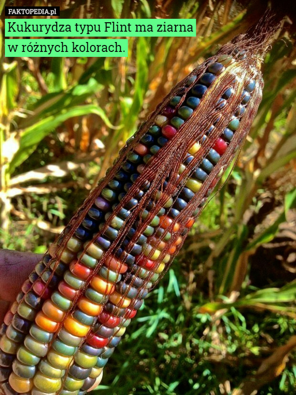 Kukurydza typu Flint ma ziarna w różnych kolorach. 