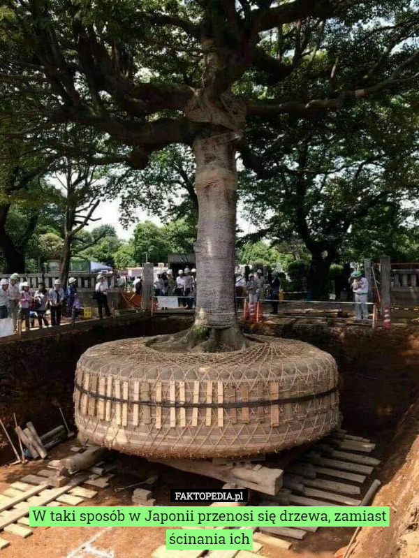 W taki sposób w Japonii przenosi się drzewa, zamiast ścinania ich 