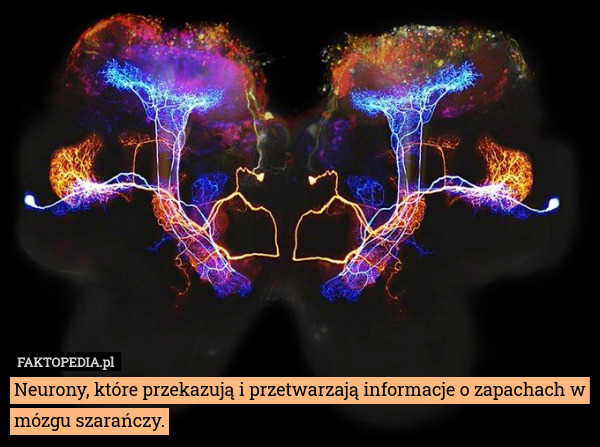 Neurony, które przekazują i przetwarzają informacje o zapachach w mózgu szarańczy. 