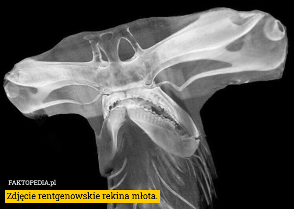 Zdjęcie rentgenowskie rekina młota. 