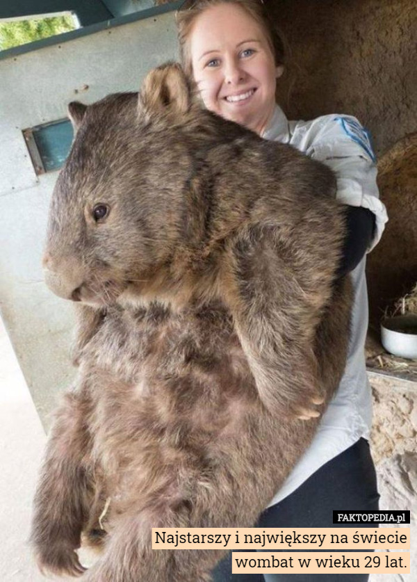 Najstarszy i największy na świecie wombat w wieku 29 lat. 