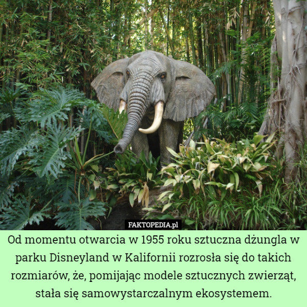 Od momentu otwarcia w 1955 roku sztuczna dżungla w parku Disneyland w Kalifornii rozrosła się do takich rozmiarów, że, pomijając modele sztucznych zwierząt, stała się samowystarczalnym ekosystemem. 