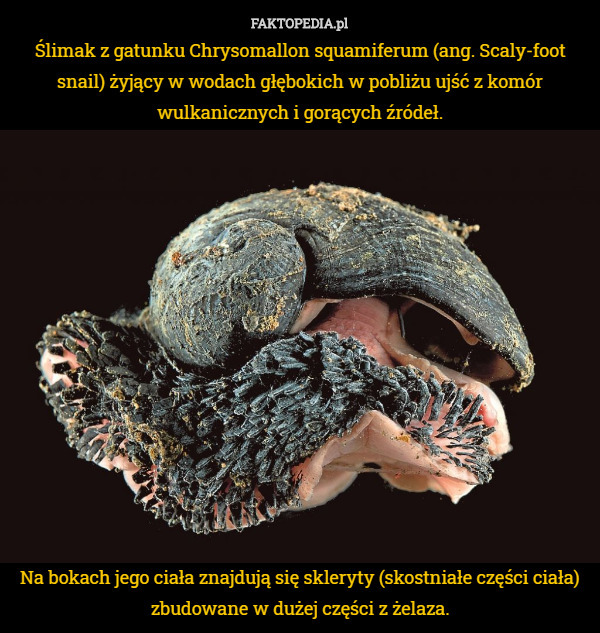 Ślimak z gatunku Chrysomallon squamiferum (ang. Scaly-foot snail) żyjący w wodach głębokich w pobliżu ujść z komór wulkanicznych i gorących źródeł.














Na bokach jego ciała znajdują się skleryty (skostniałe części ciała) zbudowane w dużej części z żelaza. 