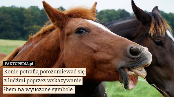 Konie potrafią porozumiewać się z ludźmi poprzez wskazywanie łbem na wyuczone symbole. 