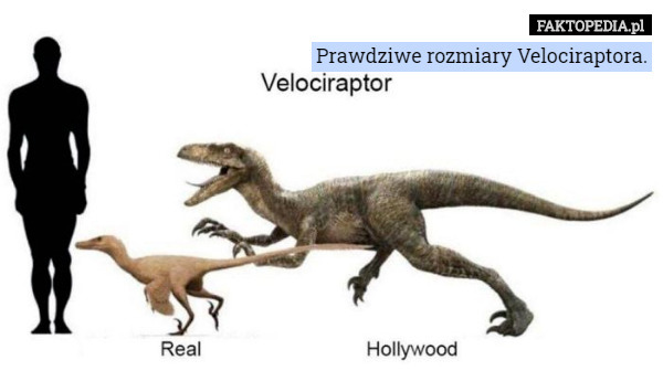 Prawdziwe rozmiary Velociraptora. 
