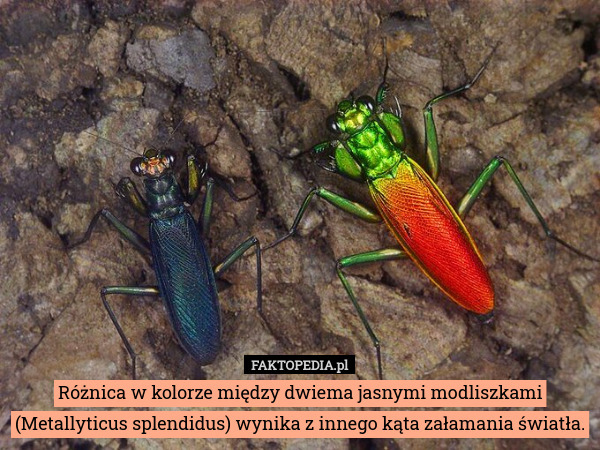 Różnica w kolorze między dwiema jasnymi modliszkami (Metallyticus splendidus) wynika z innego kąta załamania światła. 