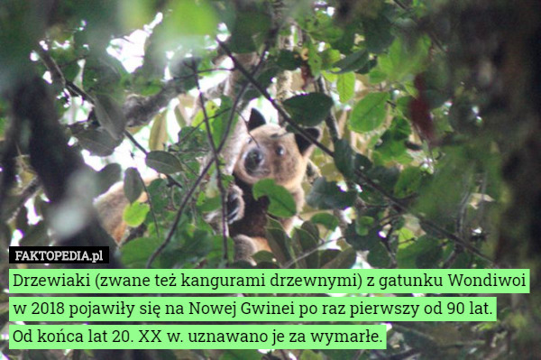 Drzewiaki (zwane też kangurami drzewnymi) z gatunku Wondiwoi w 2018 pojawiły się na Nowej Gwinei po raz pierwszy od 90 lat.
 Od końca lat 20. XX w. uznawano je za wymarłe. 