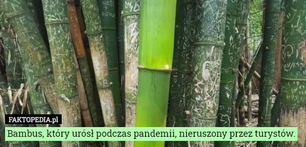 Bambus, który urósł podczas pandemii, nieruszony przez turystów. 
