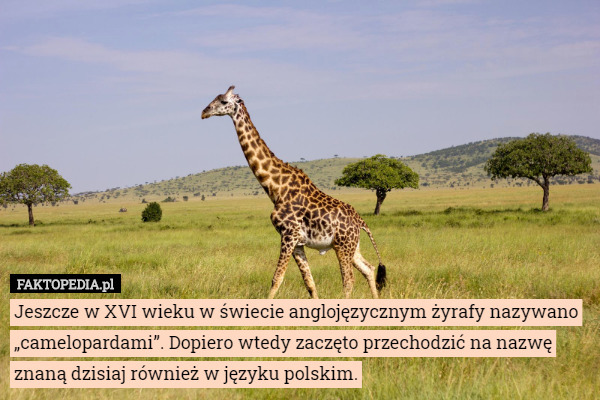 Jeszcze w XVI wieku w świecie anglojęzycznym żyrafy nazywano „camelopardami”. Dopiero wtedy zaczęto przechodzić na nazwę znaną dzisiaj również w języku polskim. 