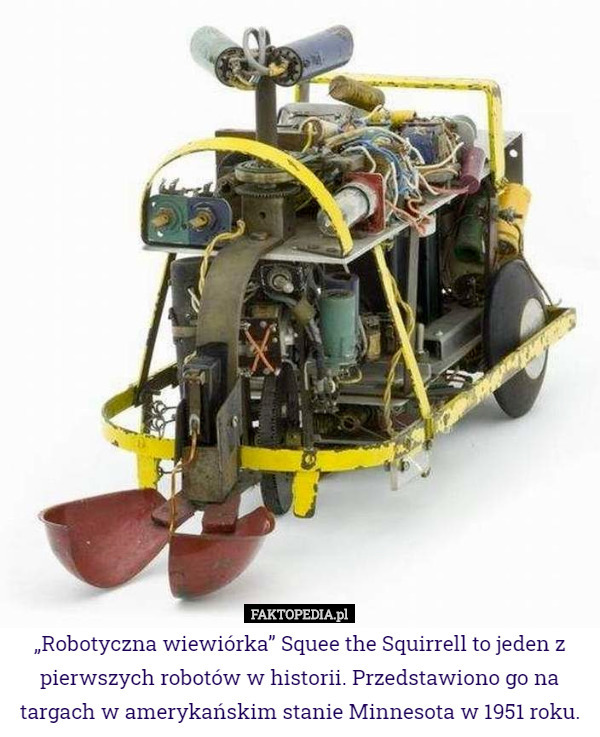 „Robotyczna wiewiórka” Squee the Squirrell to jeden z pierwszych robotów w historii. Przedstawiono go na targach w amerykańskim stanie Minnesota w 1951 roku. 