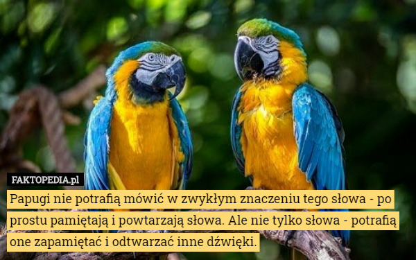 Papugi nie potrafią mówić w zwykłym znaczeniu tego słowa - po prostu pamiętają i powtarzają słowa. Ale nie tylko słowa - potrafią one zapamiętać i odtwarzać inne dźwięki. 