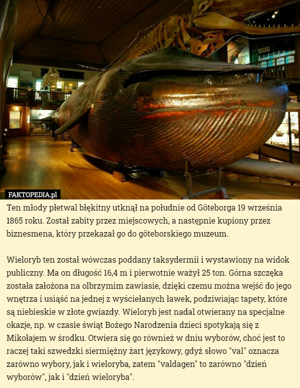 Ten młody płetwal błękitny utknął na południe od Göteborga 19 września 1865 roku. Został zabity przez miejscowych, a następnie kupiony przez biznesmena, który przekazał go do göteborskiego muzeum.

Wieloryb ten został wówczas poddany taksydermii i wystawiony na widok publiczny. Ma on długość 16,4 m i pierwotnie ważył 25 ton. Górna szczęka została założona na olbrzymim zawiasie, dzięki czemu można wejść do jego wnętrza i usiąść na jednej z wyściełanych ławek, podziwiając tapety, które są niebieskie w złote gwiazdy. Wieloryb jest nadal otwierany na specjalne okazje, np. w czasie świąt Bożego Narodzenia dzieci spotykają się z Mikołajem w środku. Otwiera się go również w dniu wyborów, choć jest to raczej taki szwedzki siermiężny żart językowy, gdyż słowo "val" oznacza zarówno wybory, jak i wieloryba, zatem "valdagen" to zarówno "dzień wyborów", jak i "dzień wieloryba". 