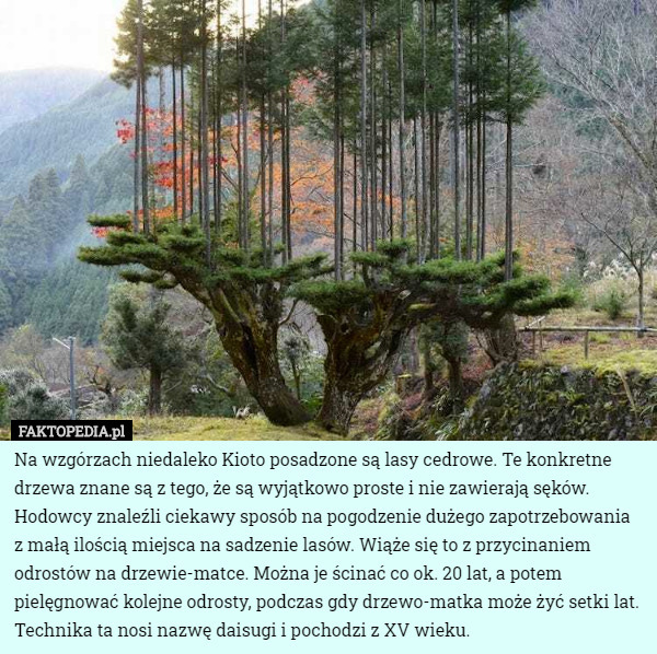 Na wzgórzach niedaleko Kioto posadzone są lasy cedrowe. Te konkretne drzewa znane są z tego, że są wyjątkowo proste i nie zawierają sęków. Hodowcy znaleźli ciekawy sposób na pogodzenie dużego zapotrzebowania z małą ilością miejsca na sadzenie lasów. Wiąże się to z przycinaniem odrostów na drzewie-matce. Można je ścinać co ok. 20 lat, a potem pielęgnować kolejne odrosty, podczas gdy drzewo-matka może żyć setki lat. Technika ta nosi nazwę daisugi i pochodzi z XV wieku. 