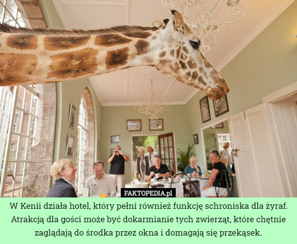 W Kenii działa hotel, który pełni również funkcję schroniska dla żyraf. Atrakcją dla gości może być dokarmianie tych zwierząt, które chętnie zaglądają do środka przez okna i domagają się przekąsek. 