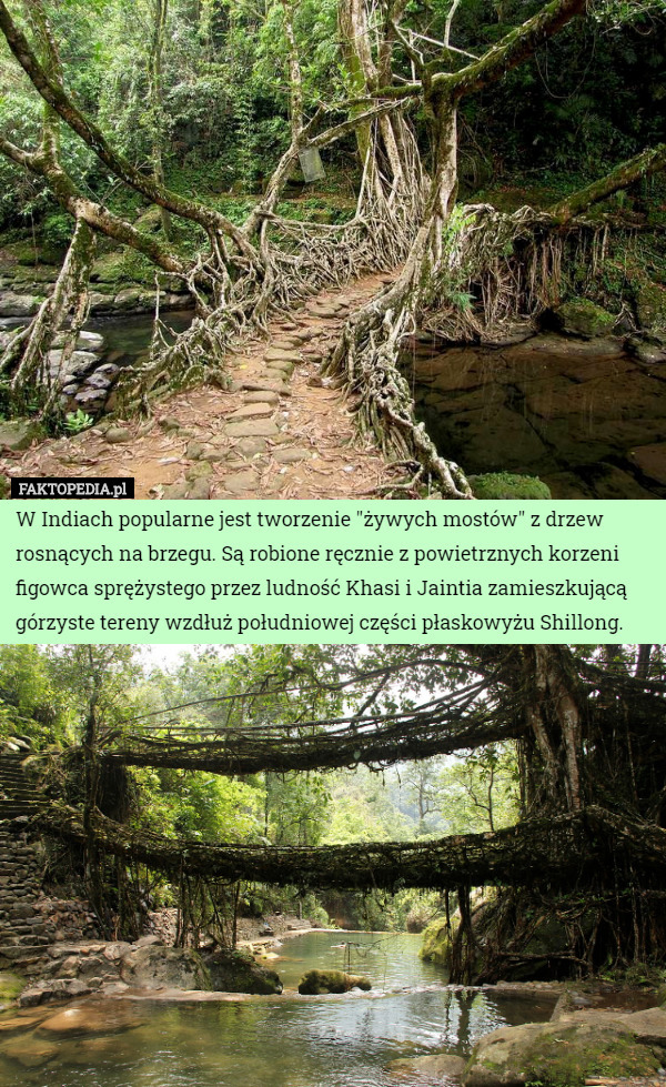 W Indiach popularne jest tworzenie "żywych mostów" z drzew rosnących na brzegu. Są robione ręcznie z powietrznych korzeni figowca sprężystego przez ludność Khasi i Jaintia zamieszkującą górzyste tereny wzdłuż południowej części płaskowyżu Shillong. 