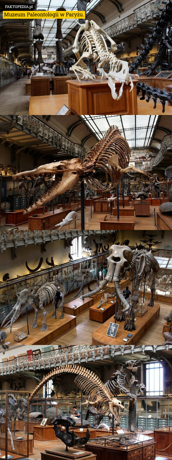 Muzeum Paleontologii w Paryżu. 