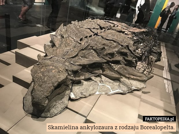 Skamielina ankylozaura z rodzaju Borealopelta. 