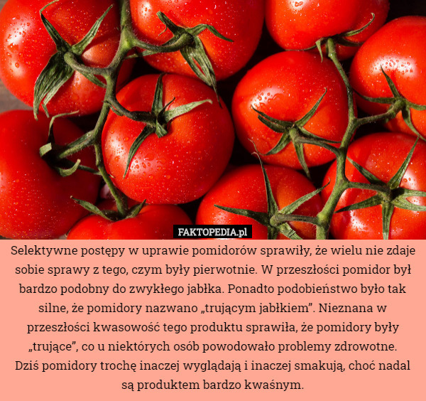 Selektywne postępy w uprawie pomidorów sprawiły, że wielu nie zdaje sobie sprawy z tego, czym były pierwotnie. W przeszłości pomidor był bardzo podobny do zwykłego jabłka. Ponadto podobieństwo było tak silne, że pomidory nazwano „trującym jabłkiem”. Nieznana w przeszłości kwasowość tego produktu sprawiła, że ​​pomidory były „trujące”, co u niektórych osób powodowało problemy zdrowotne.
 Dziś pomidory trochę inaczej wyglądają i inaczej smakują, choć nadal są produktem bardzo kwaśnym. 