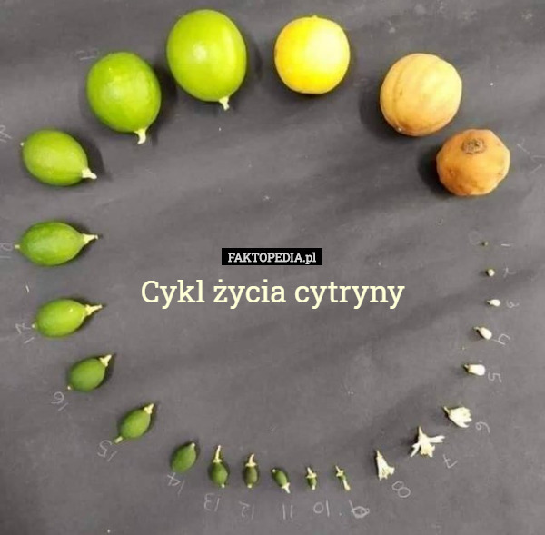 Cykl życia cytryny 