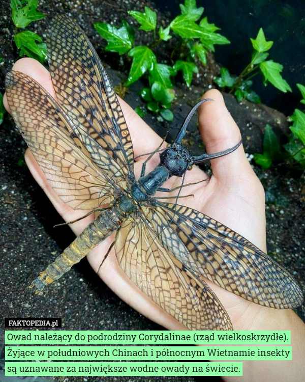 Owad należący do podrodziny Corydalinae (rząd wielkoskrzydłe).
Żyjące w południowych Chinach i północnym Wietnamie insekty są uznawane za największe wodne owady na świecie. 
