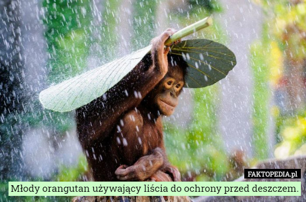 Młody orangutan używający liścia do ochrony przed deszczem. 