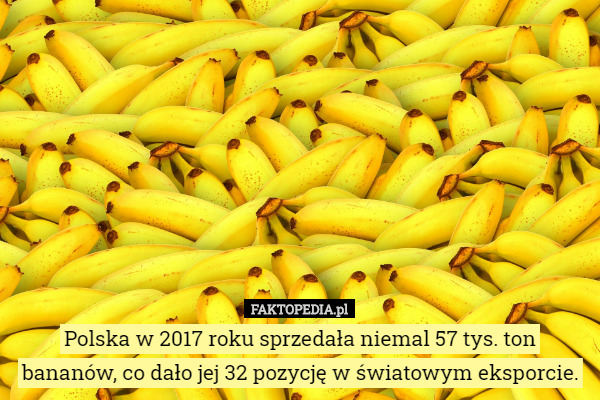 Polska w 2017 roku sprzedała niemal 57 tys. ton bananów, co dało jej 32 pozycję w światowym eksporcie. 