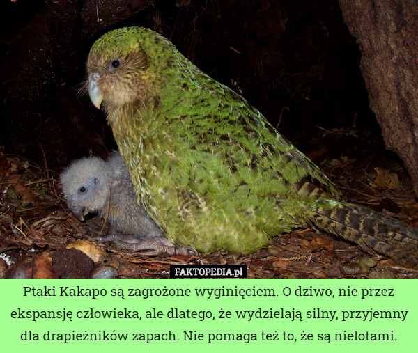 Ptaki Kakapo są zagrożone wyginięciem. O dziwo, nie przez ekspansję człowieka, ale dlatego, że wydzielają silny, przyjemny dla drapieżników zapach. Nie pomaga też to, że są nielotami. 