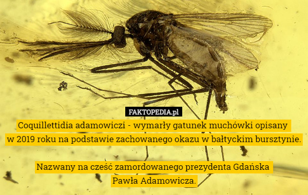 Coquillettidia adamowiczi - wymarły gatunek muchówki opisany 
w 2019 roku na podstawie zachowanego okazu w bałtyckim bursztynie.

Nazwany na cześć zamordowanego prezydenta Gdańska 
Pawła Adamowicza. 