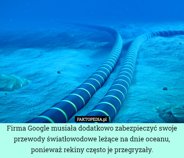 Firma Google musiała dodatkowo zabezpieczyć swoje przewody światłowodowe leżące na dnie oceanu, ponieważ rekiny często je przegryzały. 