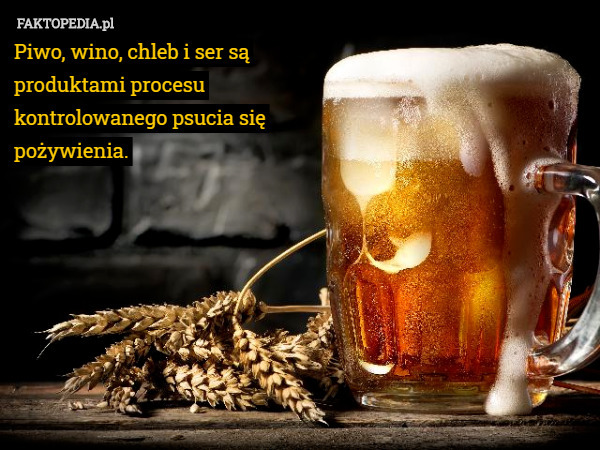 Piwo, wino, chleb i ser są produktami procesu kontrolowanego psucia się pożywienia. 