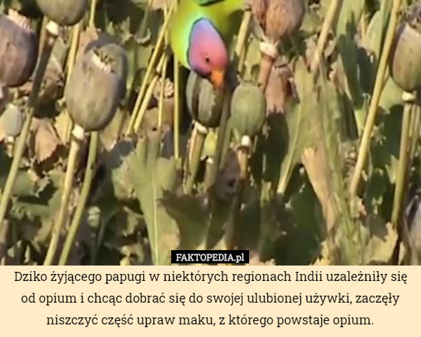 Dziko żyjącego papugi w niektórych regionach Indii uzależniły się od opium i chcąc dobrać się do swojej ulubionej używki, zaczęły niszczyć część upraw maku, z którego powstaje opium. 