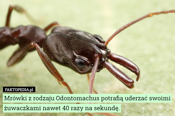Mrówki z rodzaju Odontomachus potrafią uderzać swoimi żuwaczkami nawet 40 razy na sekundę. 