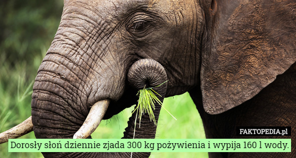 Dorosły słoń dziennie zjada 300 kg pożywienia i wypija 160 l wody. 