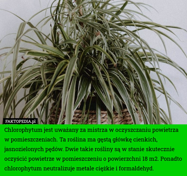 Chlorophytum jest uważany za mistrza w oczyszczaniu powietrza w pomieszczeniach. Ta roślina ma gęstą główkę cienkich, jasnozielonych pędów. Dwie takie rośliny są w stanie skutecznie oczyścić powietrze w pomieszczeniu o powierzchni 18 m2. Ponadto chlorophytum neutralizuje metale ciężkie i formaldehyd. 