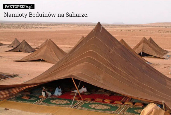 Namioty Beduinów na Saharze. 
