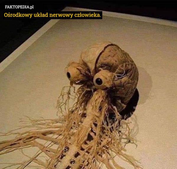 Ośrodkowy układ nerwowy człowieka. 
