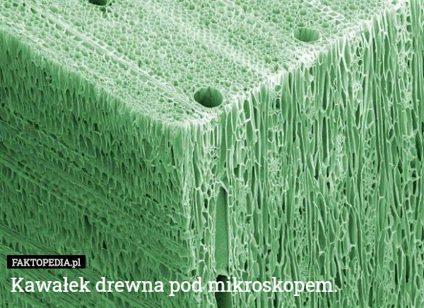 Kawałek drewna pod mikroskopem. 