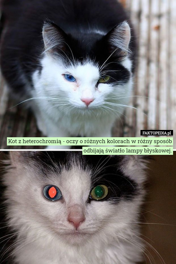 Kot z heterochromią - oczy o różnych kolorach w różny sposób odbijają światło lampy błyskowej. 