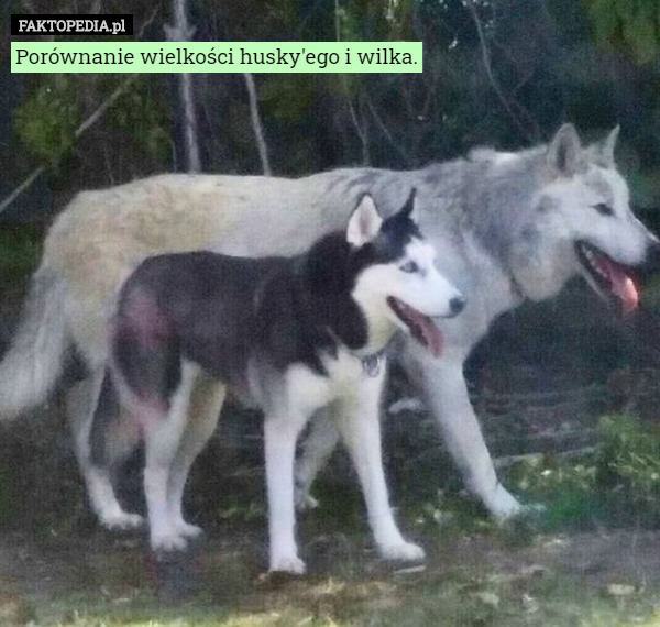 Porównanie wielkości husky'ego i wilka. 