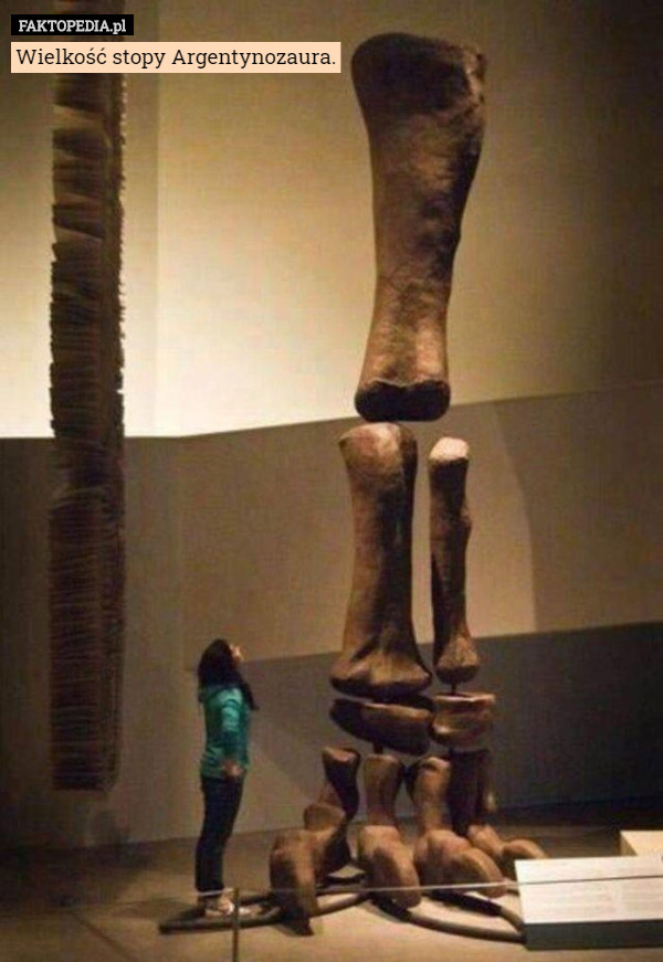 Wielkość stopy Argentynozaura. 