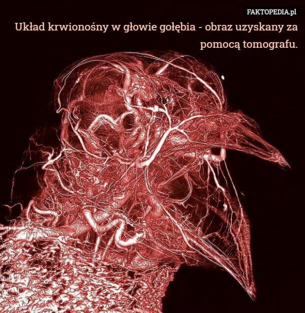 Układ krwionośny w głowie gołębia - obraz uzyskany za pomocą tomografu. 