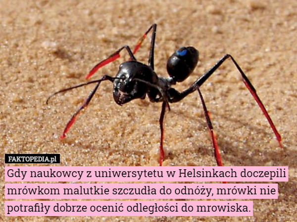 Gdy naukowcy z uniwersytetu w Helsinkach doczepili mrówkom malutkie szczudła do odnóży, mrówki nie potrafiły dobrze ocenić odległości do mrowiska. 