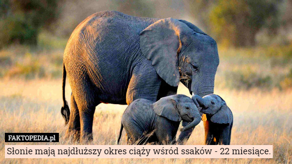 Słonie mają najdłuższy okres ciąży wśród ssaków - 22 miesiące. 