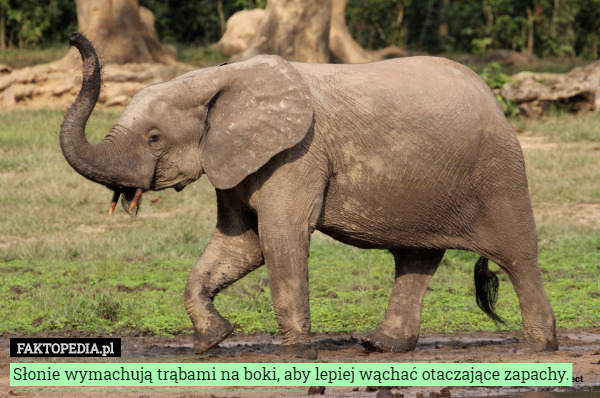 Słonie wymachują trąbami na boki, aby lepiej wąchać otaczające zapachy. 