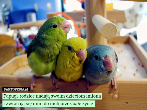 Papugi-rodzice nadają swoim dzieciom imiona
i zwracają się nimi do nich przez całe życie. 