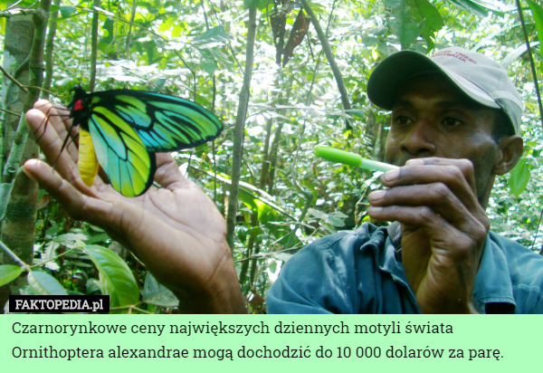 Czarnorynkowe ceny największych dziennych motyli świata Ornithoptera alexandrae mogą dochodzić do 10 000 dolarów za parę. 