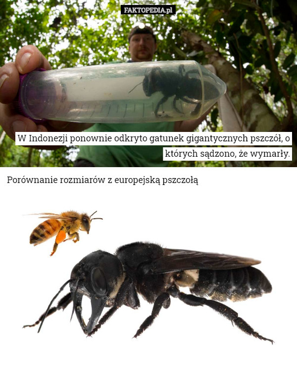W Indonezji ponownie odkryto gatunek gigantycznych pszczół, o których sądzono, że wymarły. Porównanie rozmiarów z europejską pszczołą 