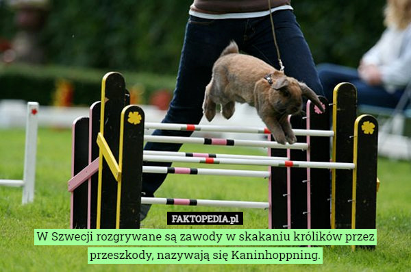 W Szwecji rozgrywane są zawody w skakaniu królików przez przeszkody, nazywają się Kaninhoppning. 