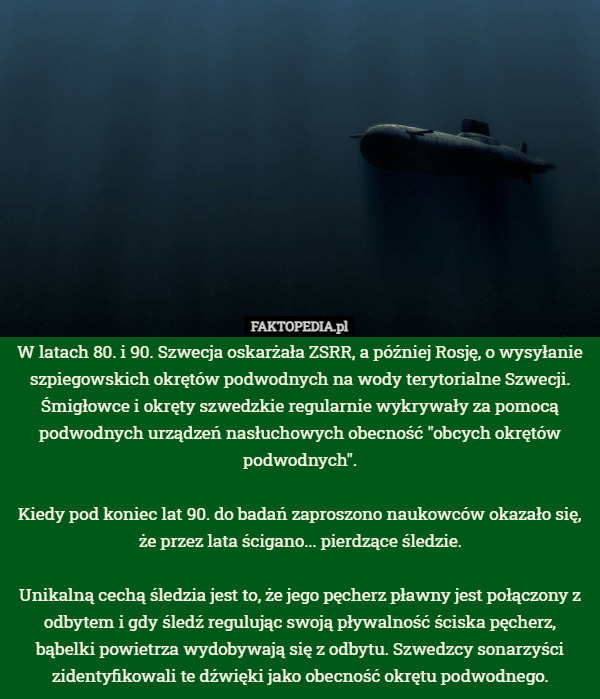 W latach 80. i 90. Szwecja oskarżała ZSRR, a później Rosję, o wysyłanie szpiegowskich okrętów podwodnych na wody terytorialne Szwecji. Śmigłowce i okręty szwedzkie regularnie wykrywały za pomocą podwodnych urządzeń nasłuchowych obecność "obcych okrętów podwodnych".

Kiedy pod koniec lat 90. do badań zaproszono naukowców okazało się, że przez lata ścigano... pierdzące śledzie.

Unikalną cechą śledzia jest to, że jego pęcherz pławny jest połączony z odbytem i gdy śledź regulując swoją pływalność ściska pęcherz, bąbelki powietrza wydobywają się z odbytu. Szwedzcy sonarzyści zidentyfikowali te dźwięki jako obecność okrętu podwodnego. 