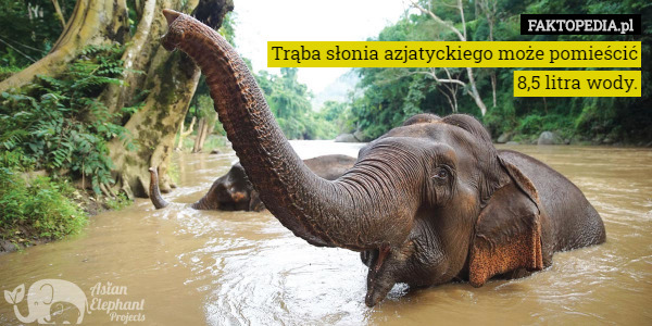 Trąba słonia azjatyckiego może pomieścić 8,5 litra wody. 